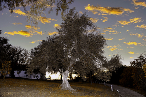 Visitas nocturnas a la Casa de Blas Infante